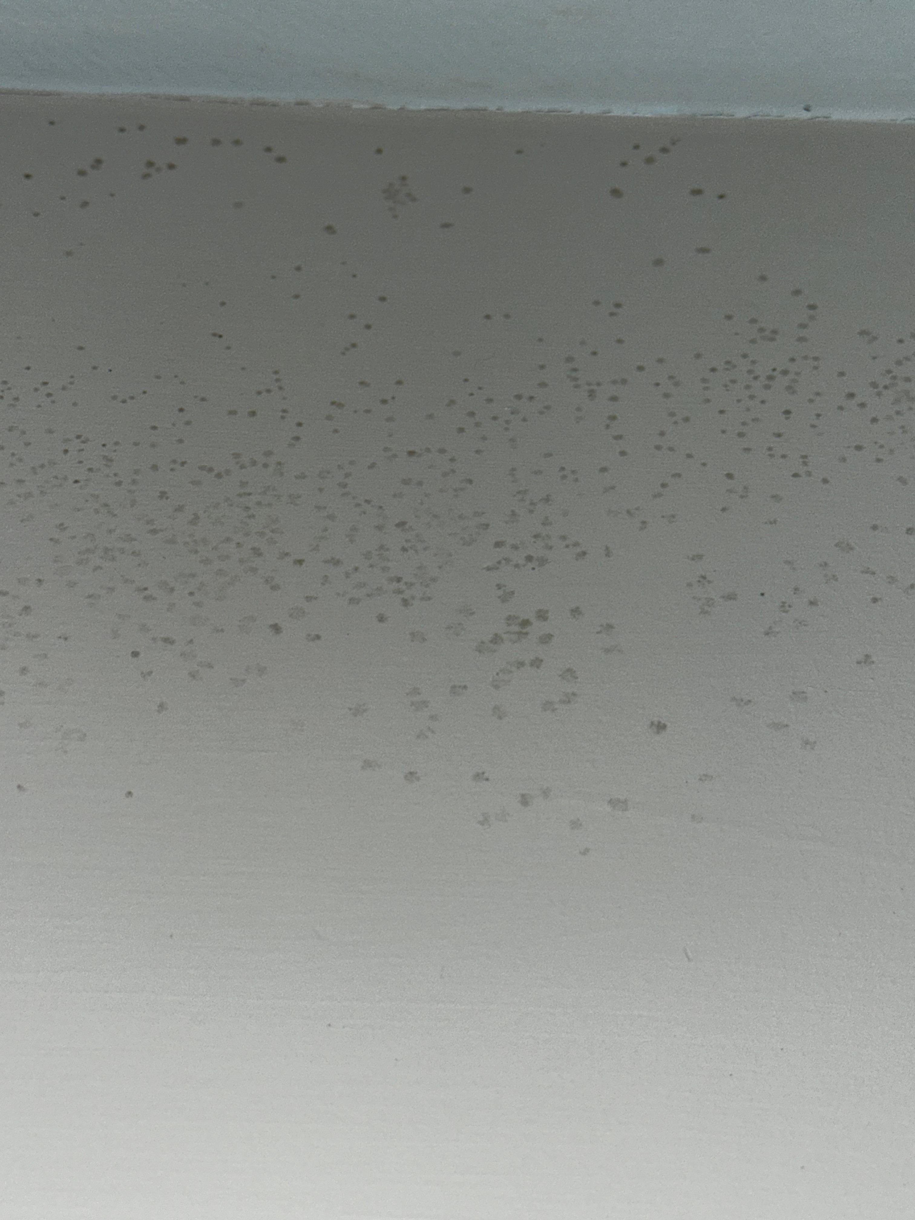 Mold on Bathroom wall 
