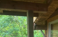 All of the holes and burrowing in the wood siding aren't from carpenter bees, they're from this guy. Wakes you every morning at 7am.