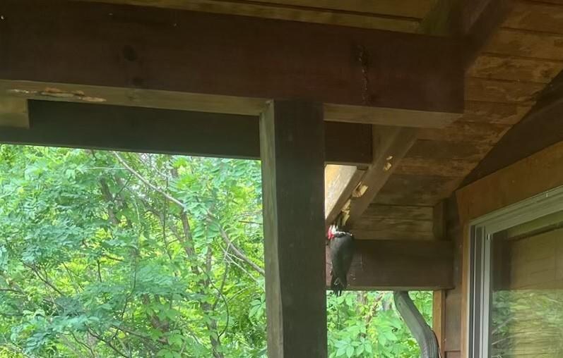 
All of the holes and burrowing in the wood siding aren't from carpenter bees, they're from this guy. Wakes you every morning at 7am.
