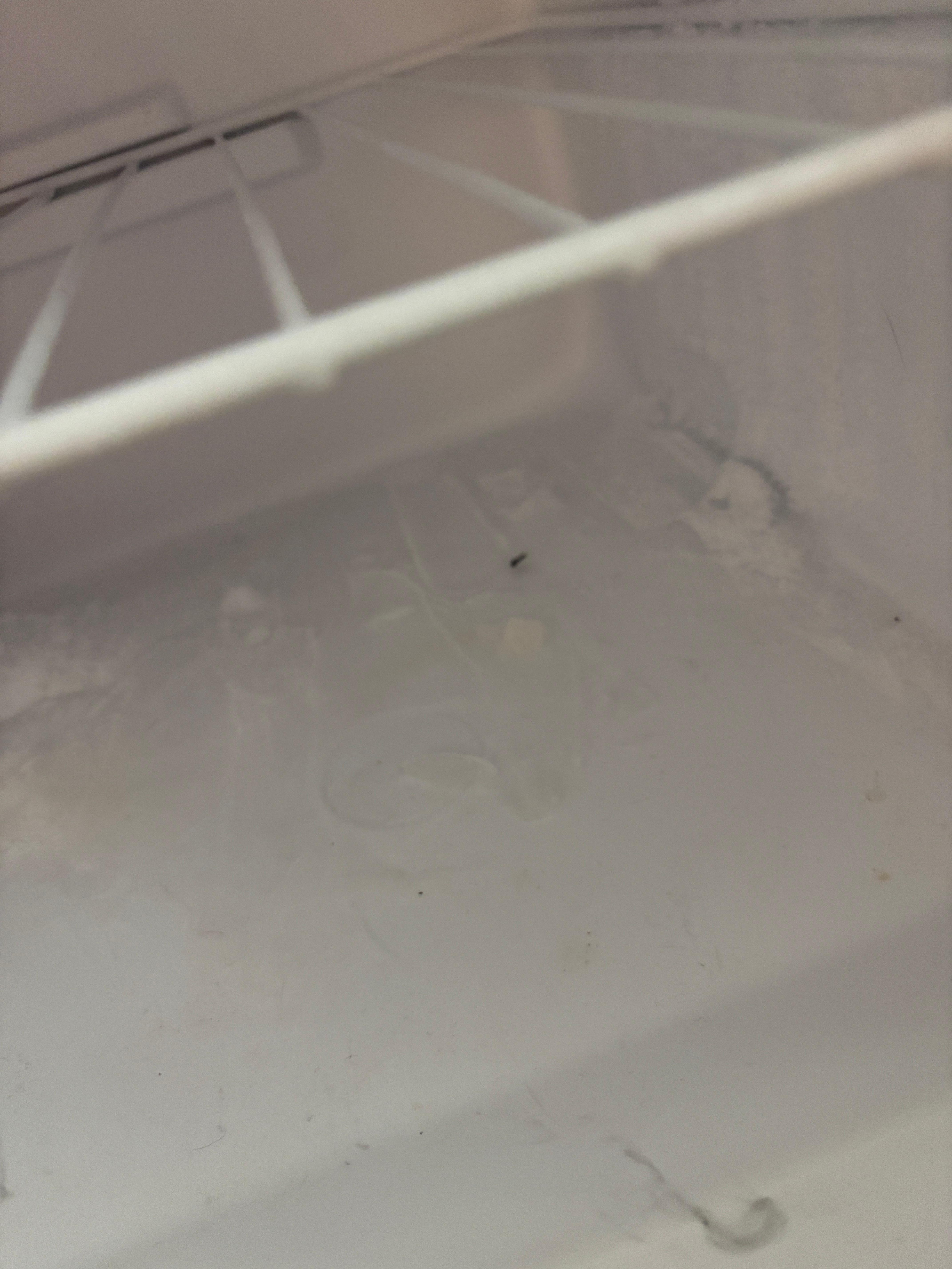 bug in freezer