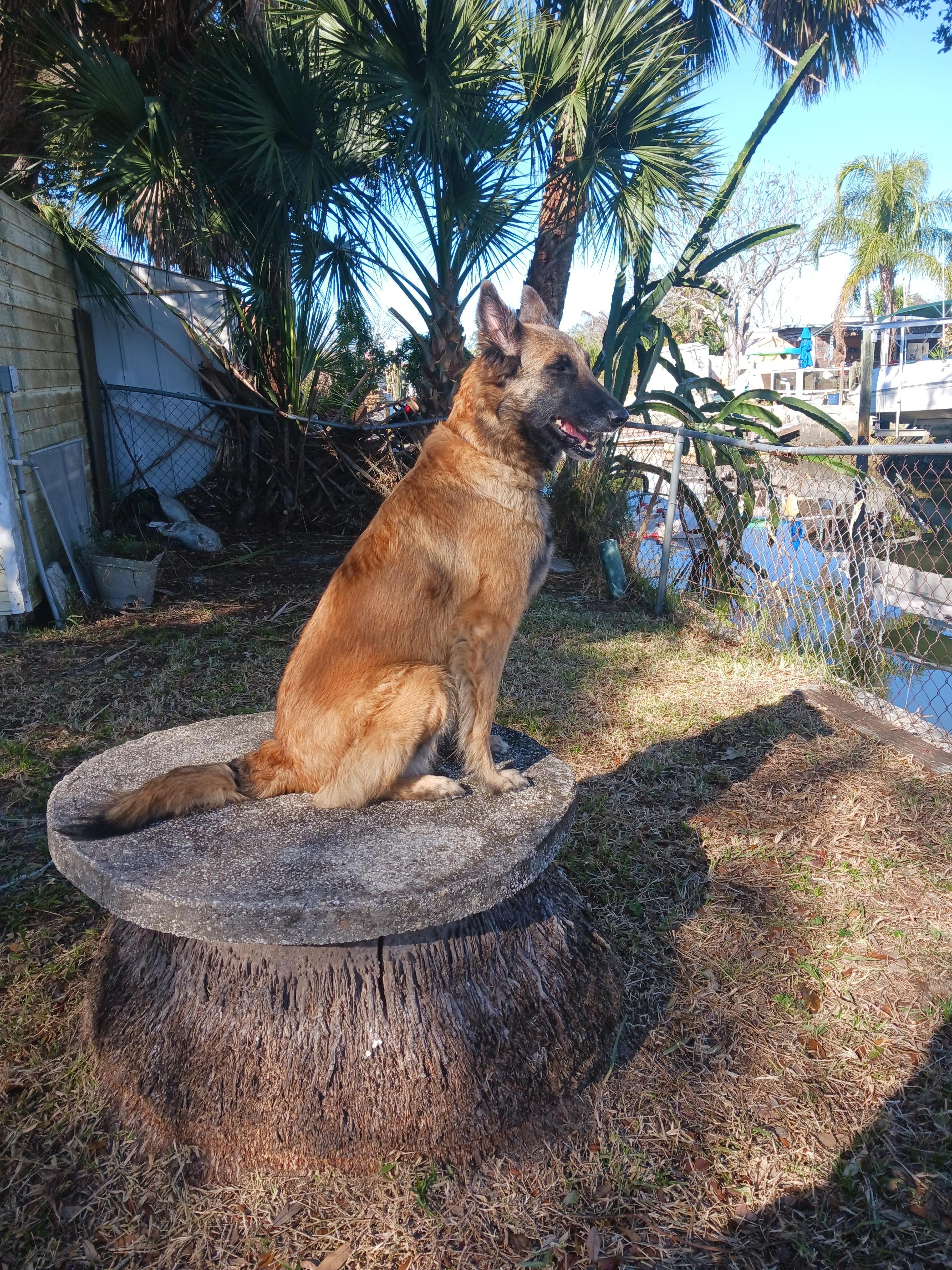 My dog Grace had a perch.