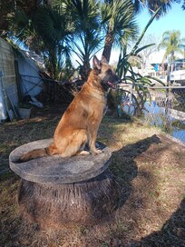 My dog Grace had a perch.