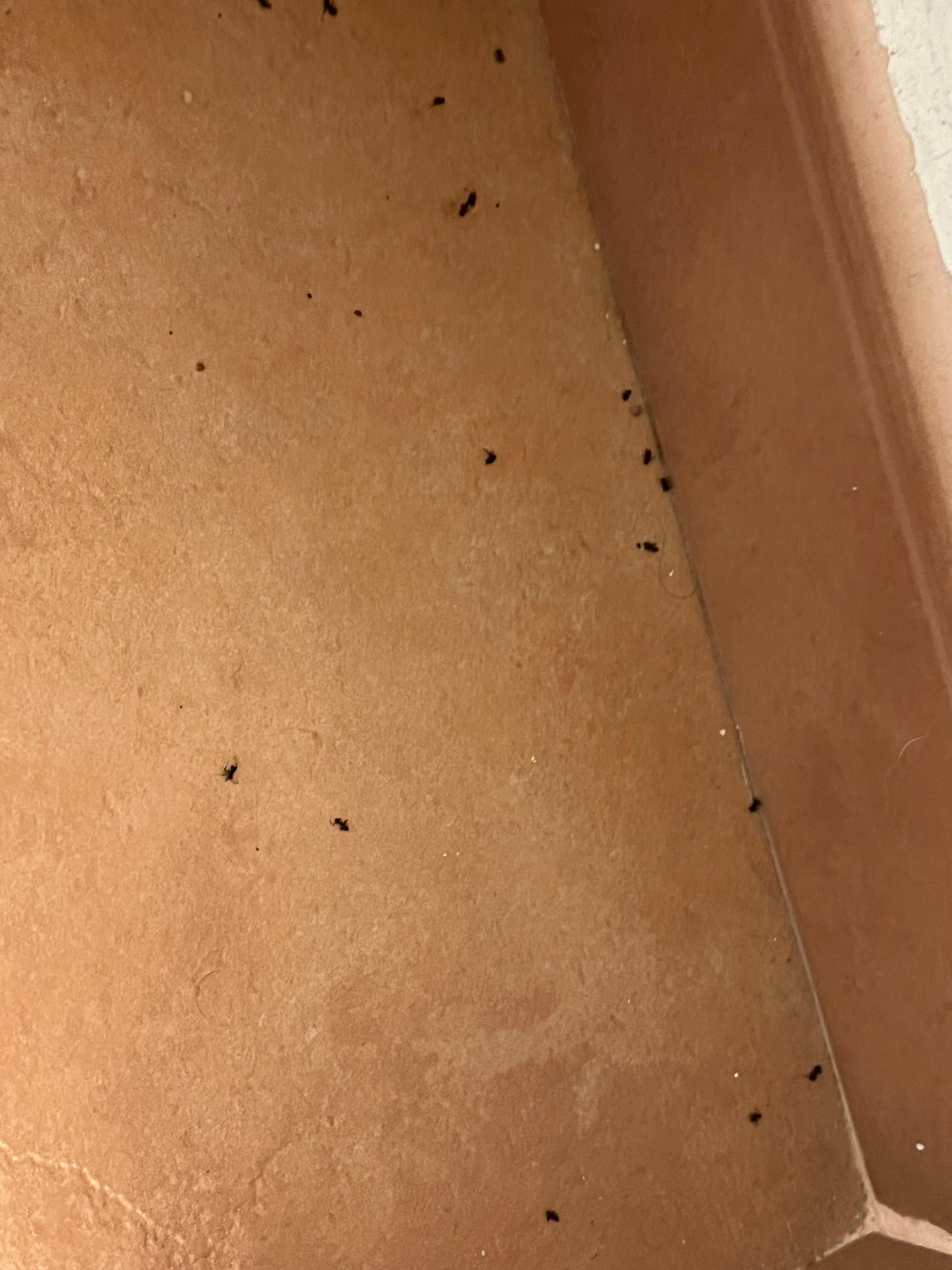 More ants