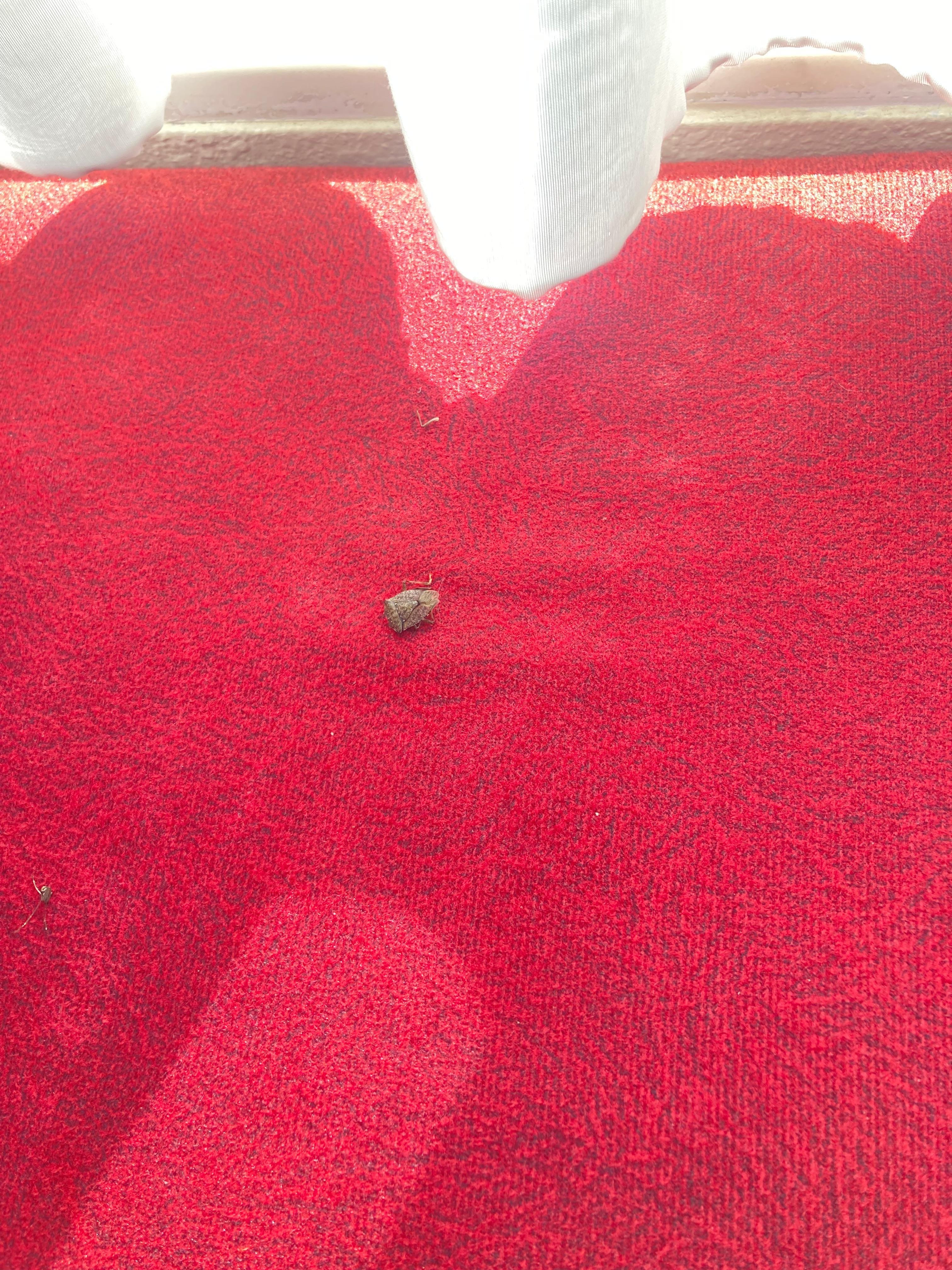 "Stink" like bug I tracked down and finally killed on the window seal.