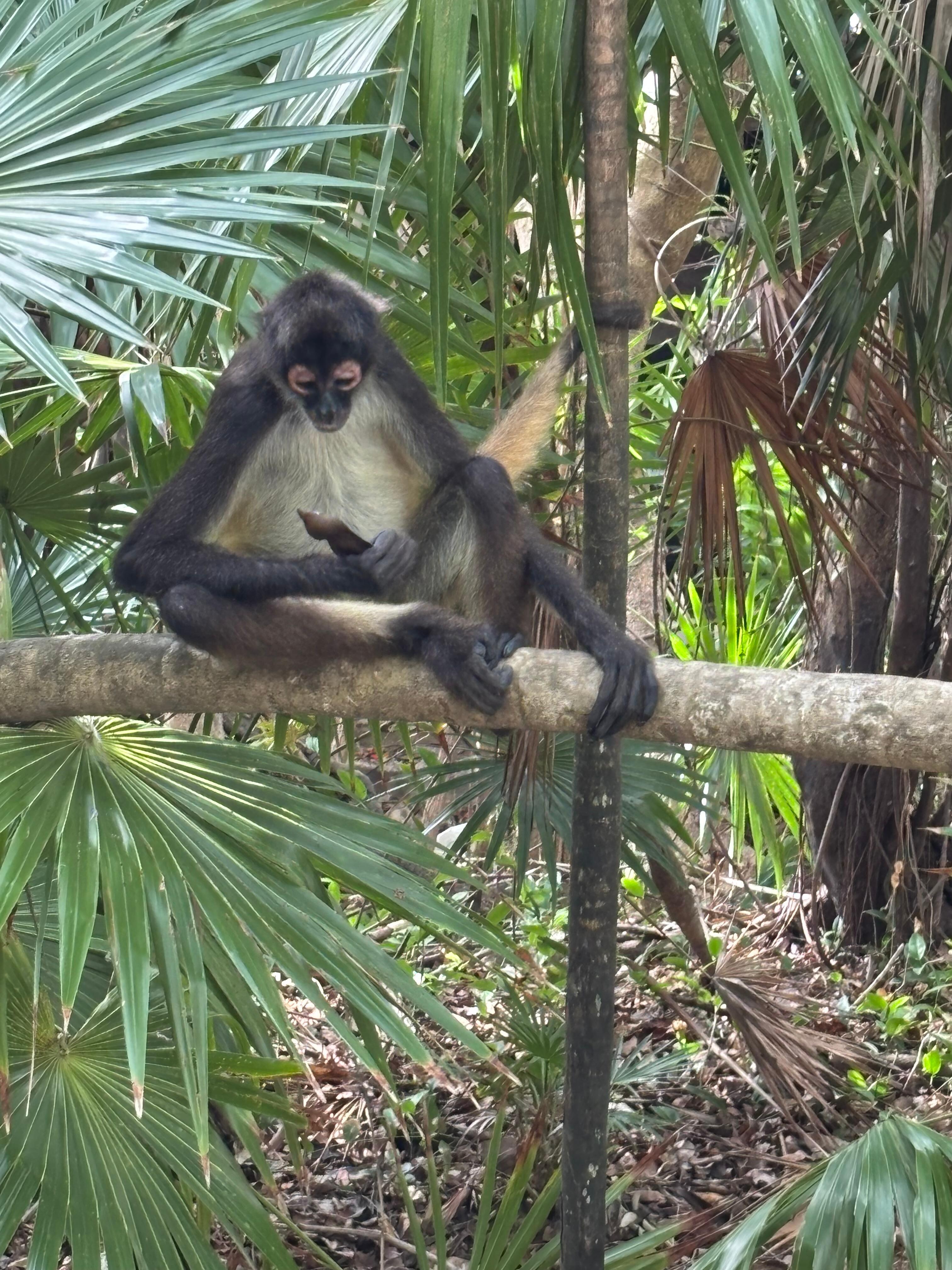 Wildlife at the resort 