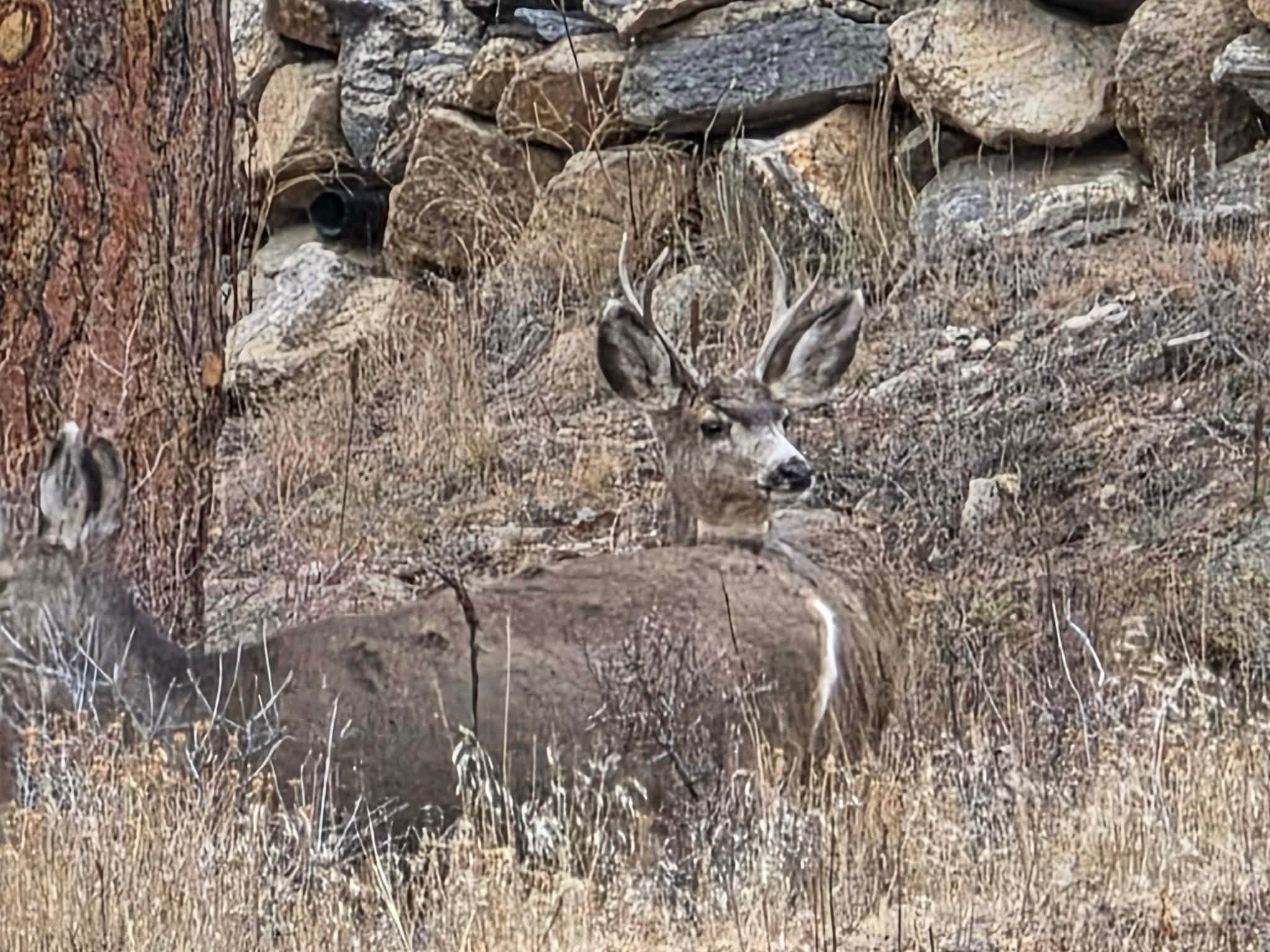 Deer right next to our condo!!
