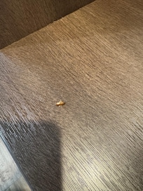 Roach in room.