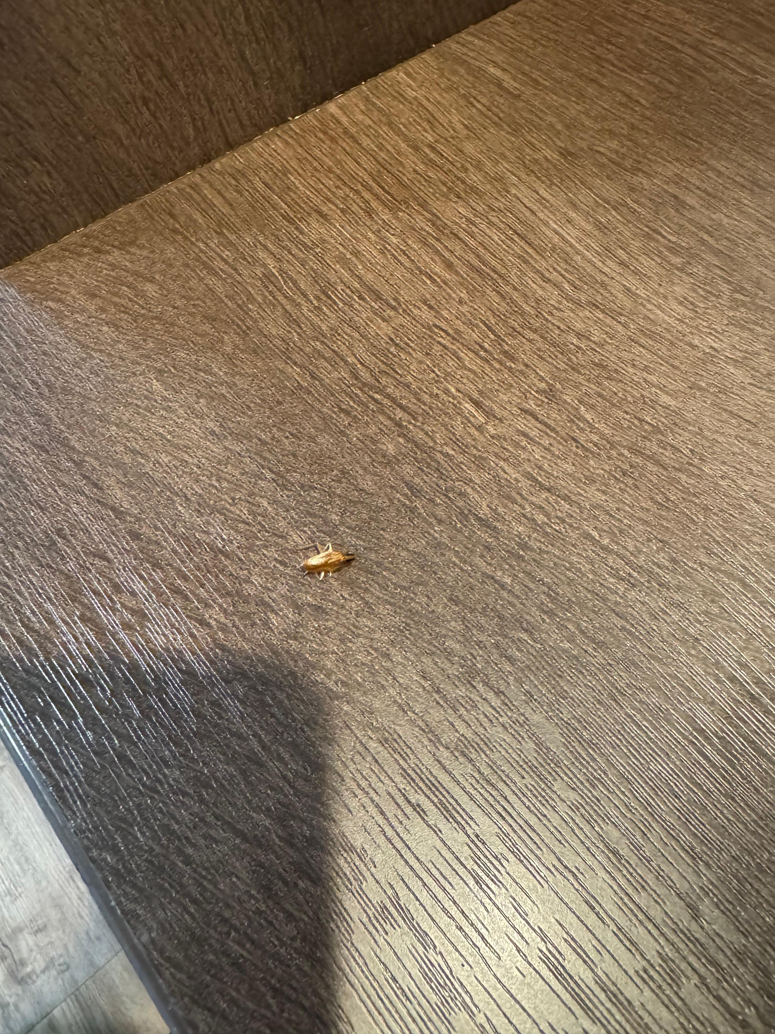 Roach in room. 