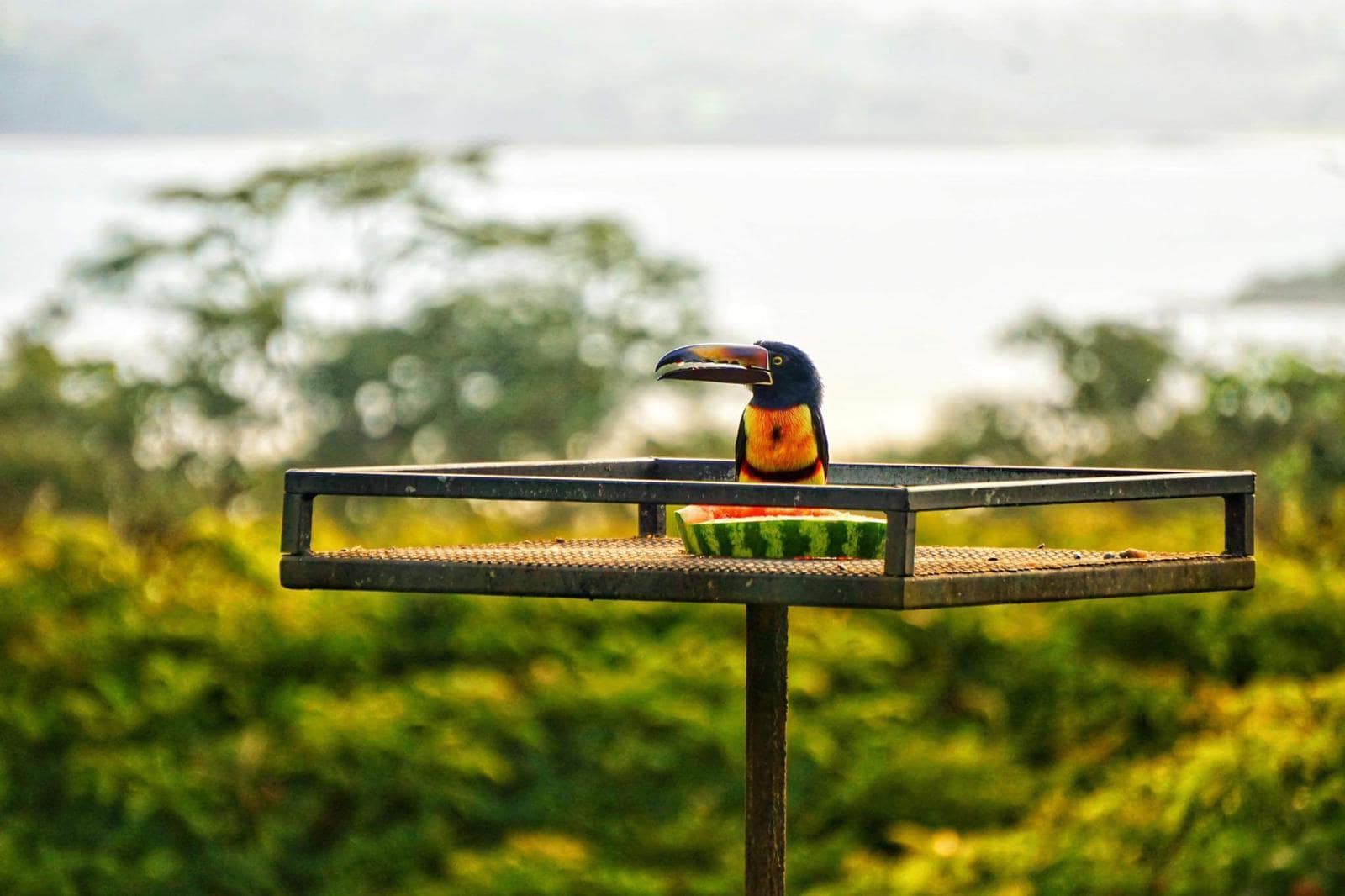 Tuscan on bird feeder.