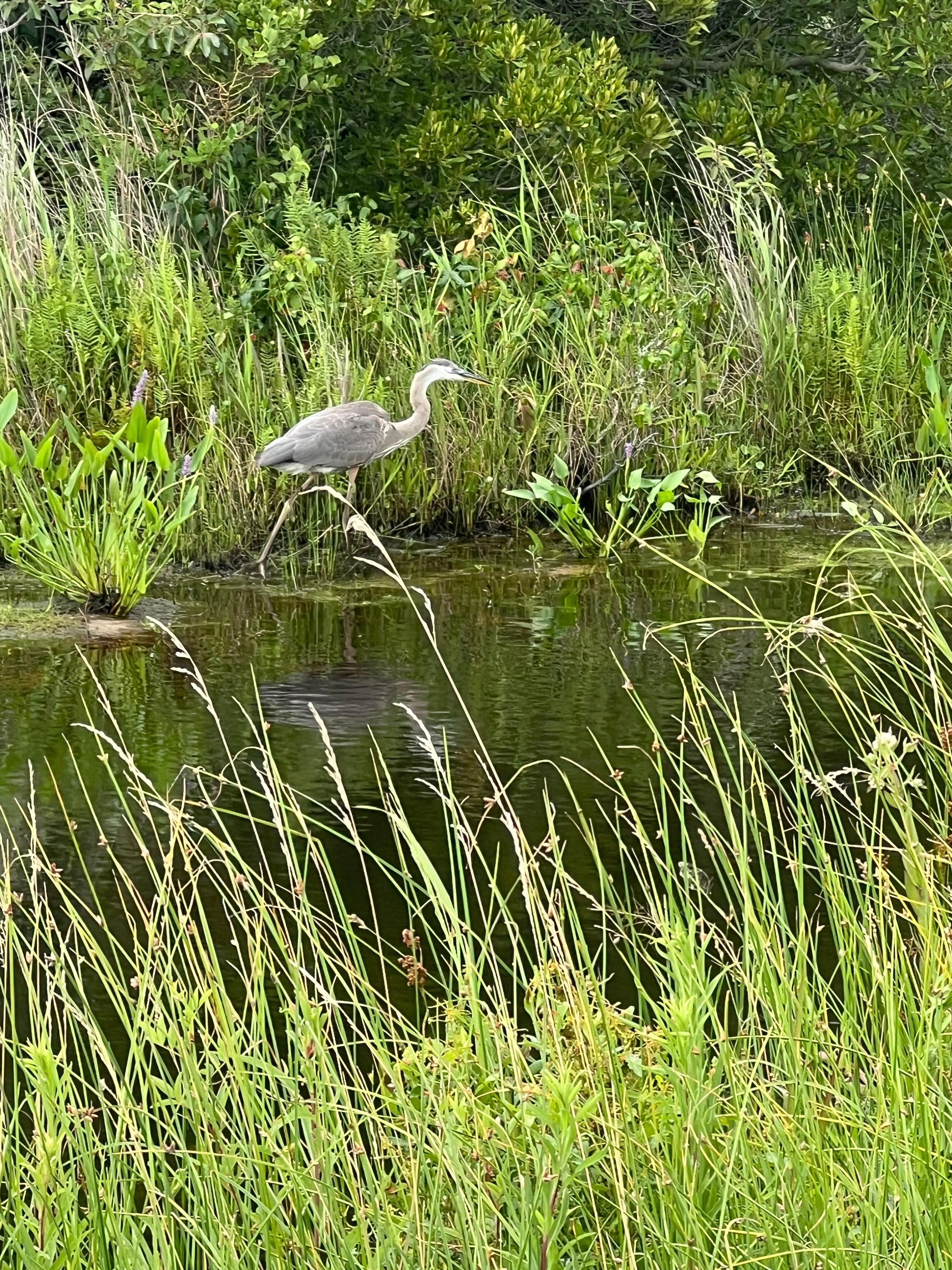 Wildlife in Back Bay 