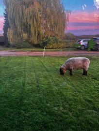 Sheep in the garden