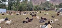 Las Cabras