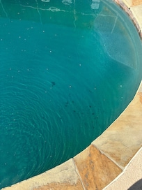 Around the pool area was also dirty.