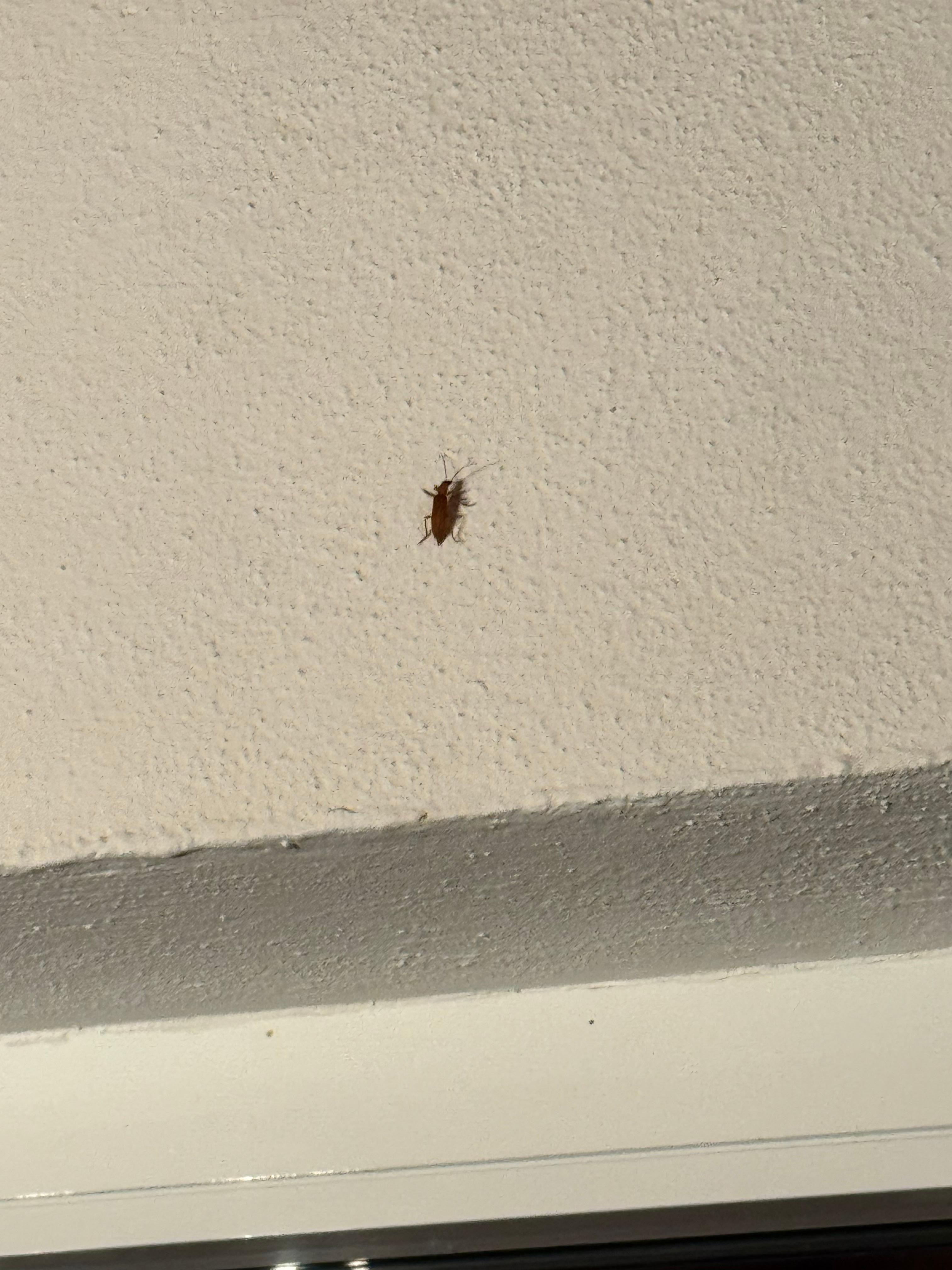 De estos bichos, por la noche hay muchos 