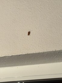 De estos bichos, por la noche hay muchos