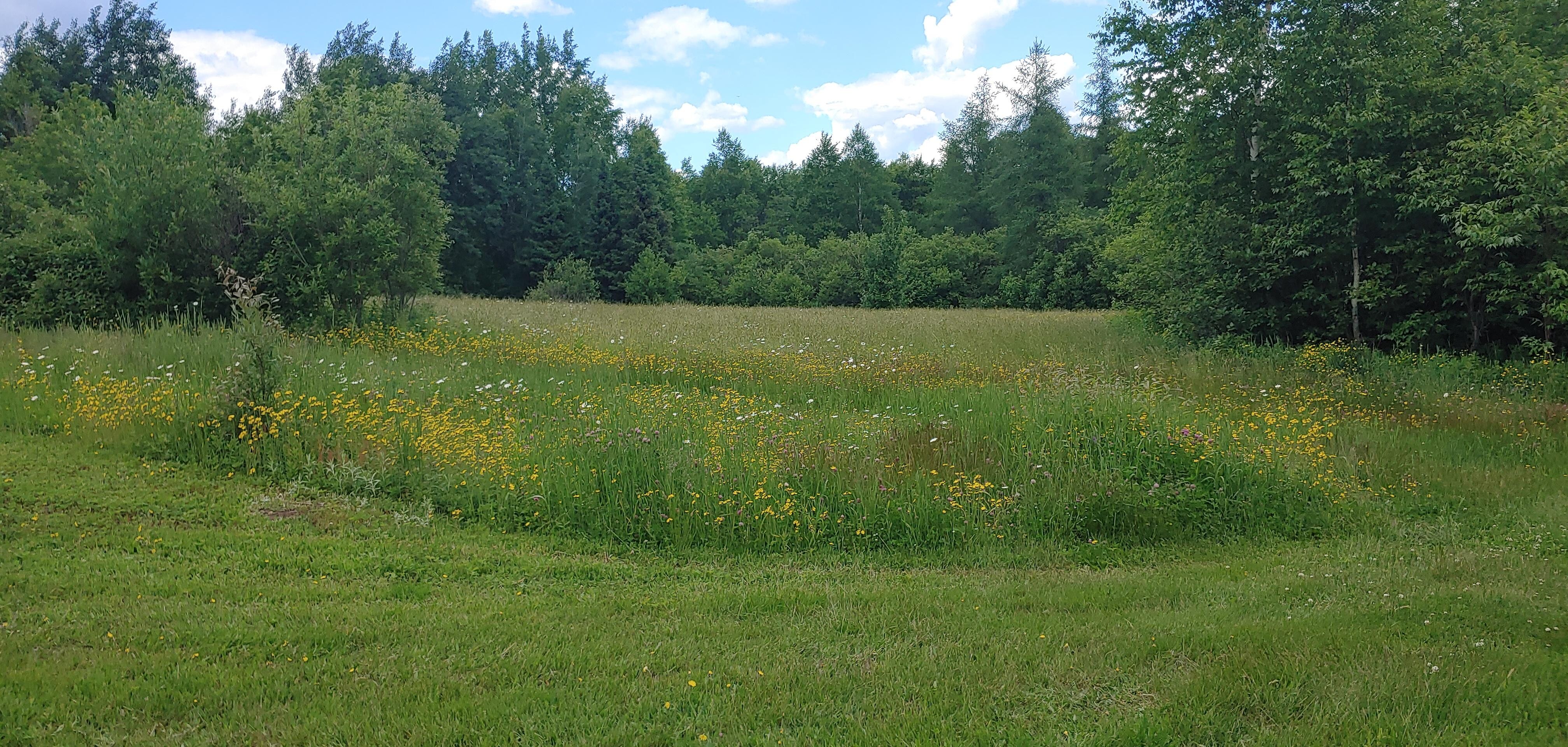 Backyard walk