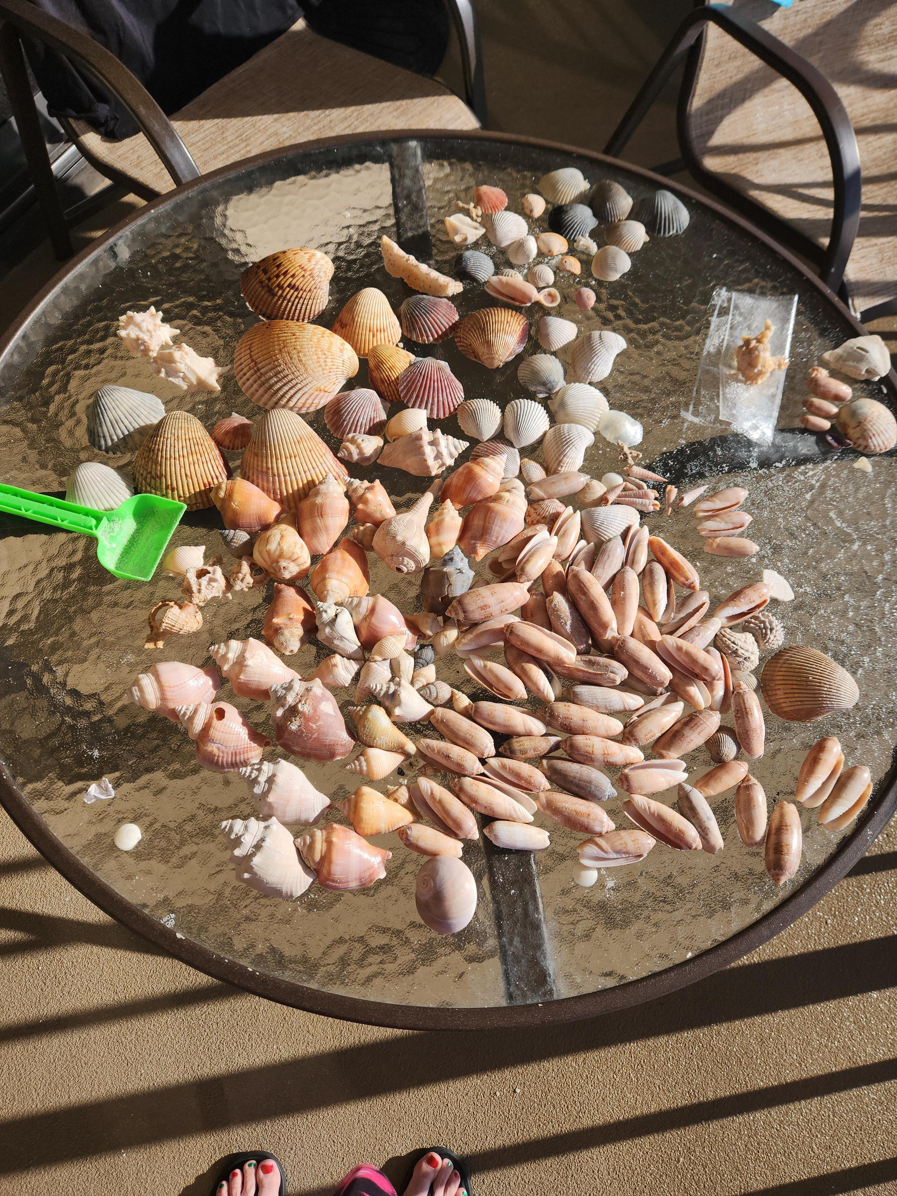 My husband has a shell obsession! 