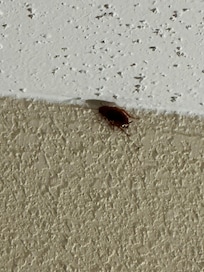 Close up of roach roommate