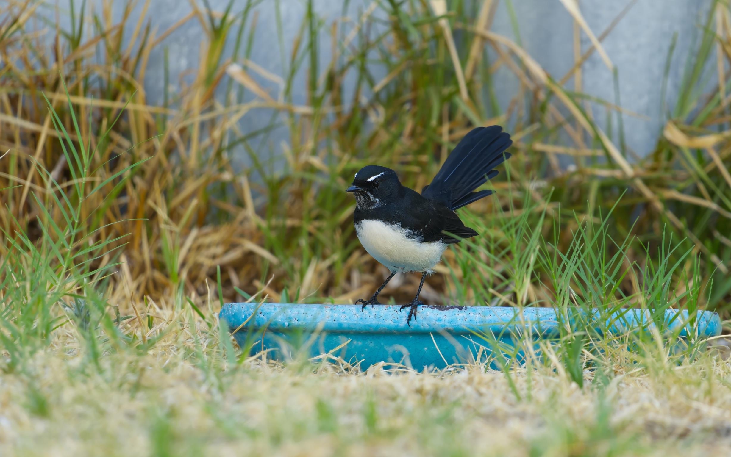 Willy Wagtail
