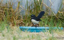 Willy Wagtail