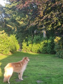 Le jardin clôturé