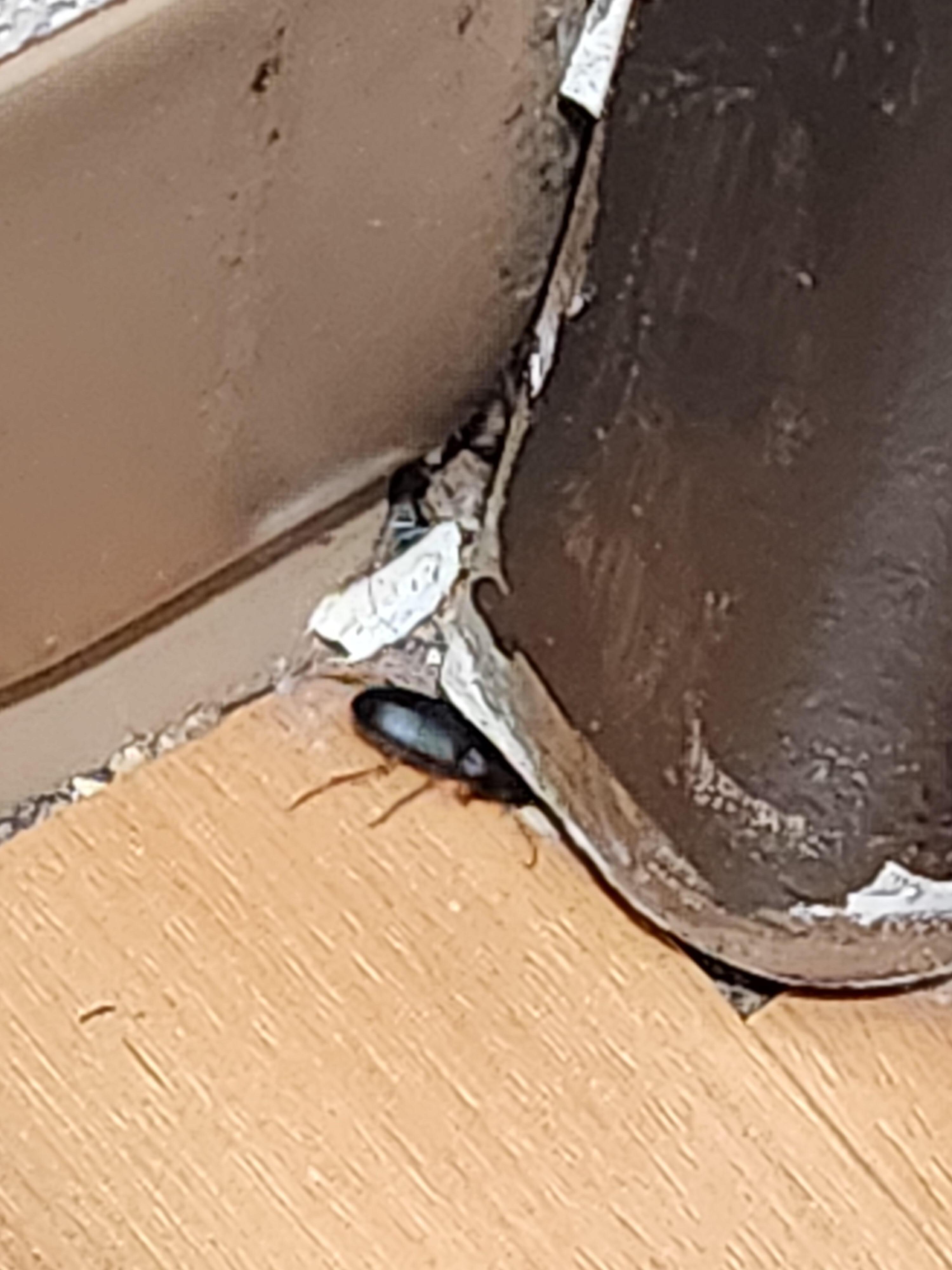 Large insect easily able to come and go through unsealed cracks in the bathroom molding.