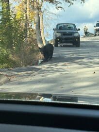 This one was just strolling along