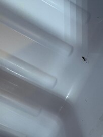 Dead bugs in the refrigerator.