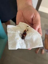 One of the Palmetto bugs in the unit