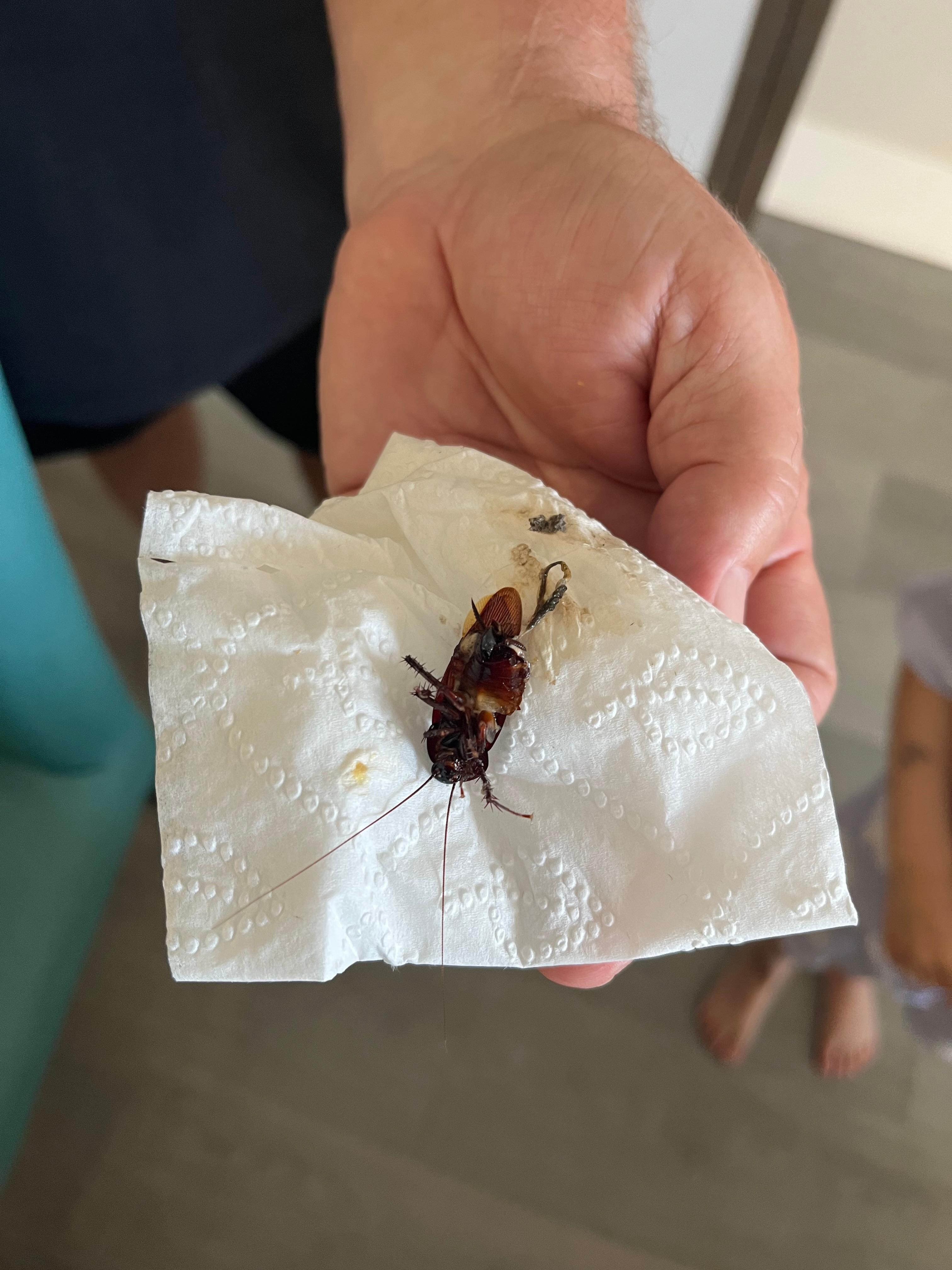 One of the Palmetto bugs in the unit