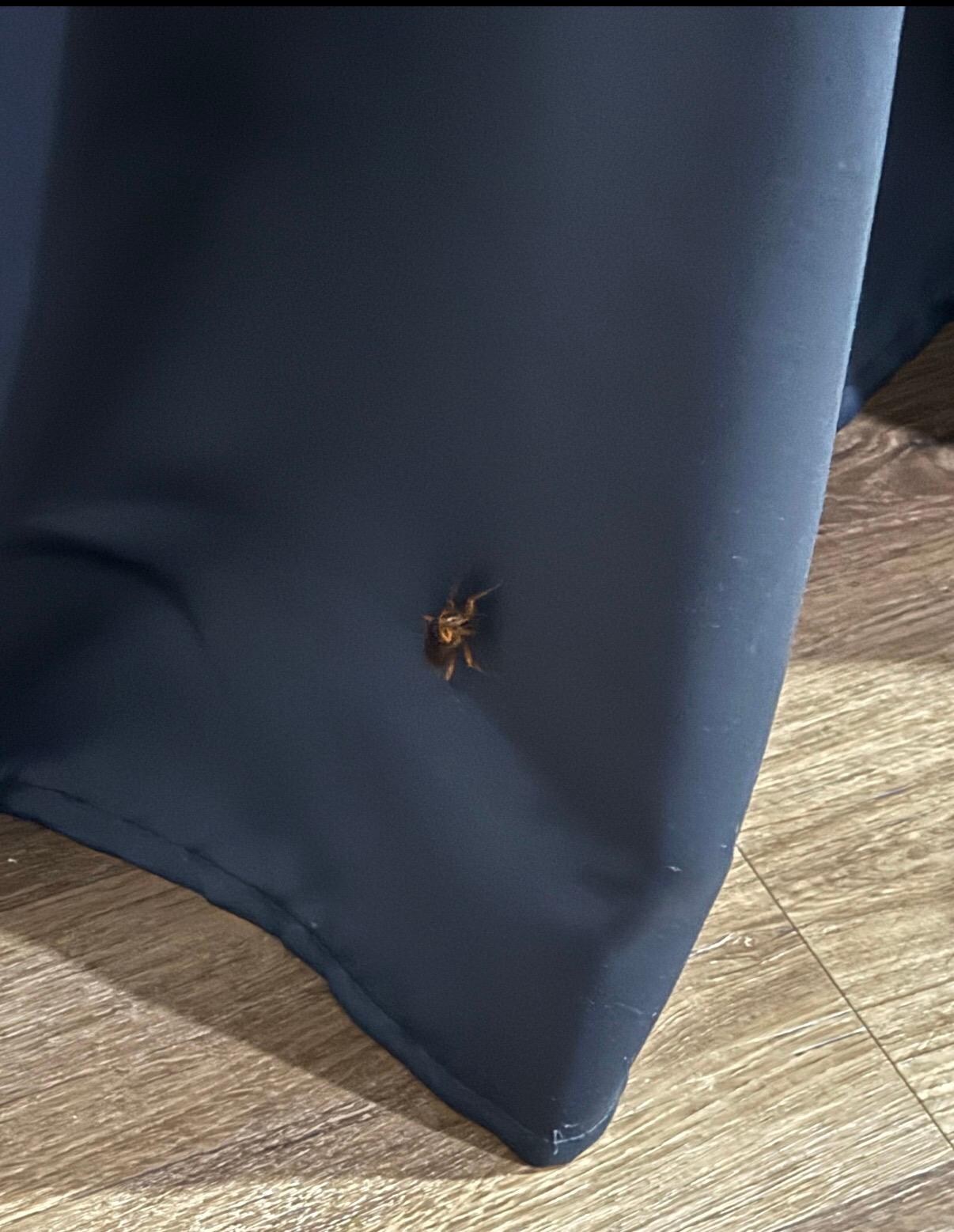 Cockroach #1