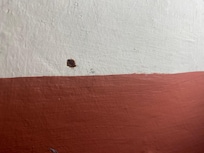Bed bug in our room