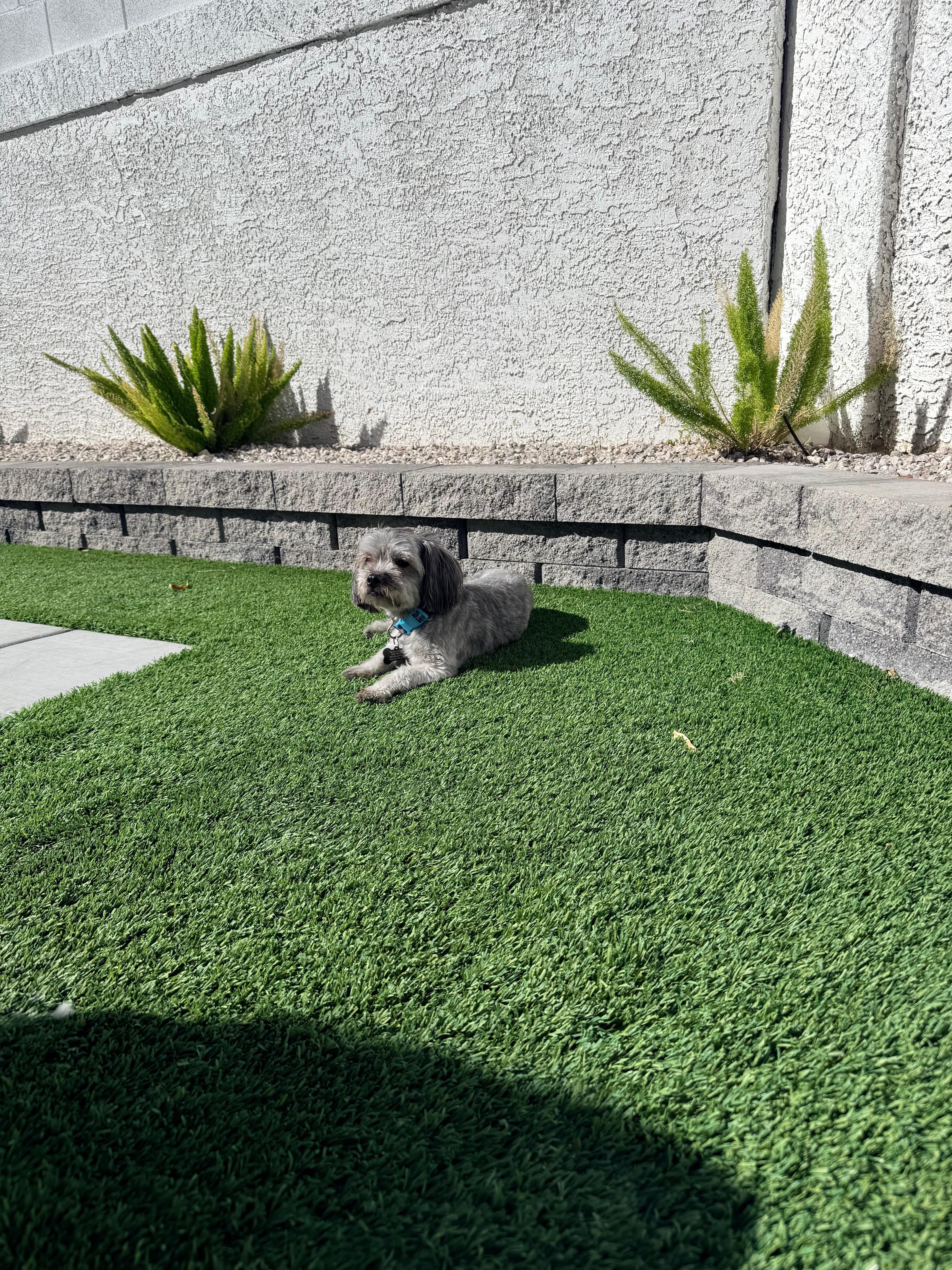 Our dog enjoying some sun near the pool 