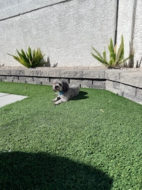 Our dog enjoying some sun near the pool