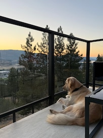 Jersey gazing out over Skaha Lake