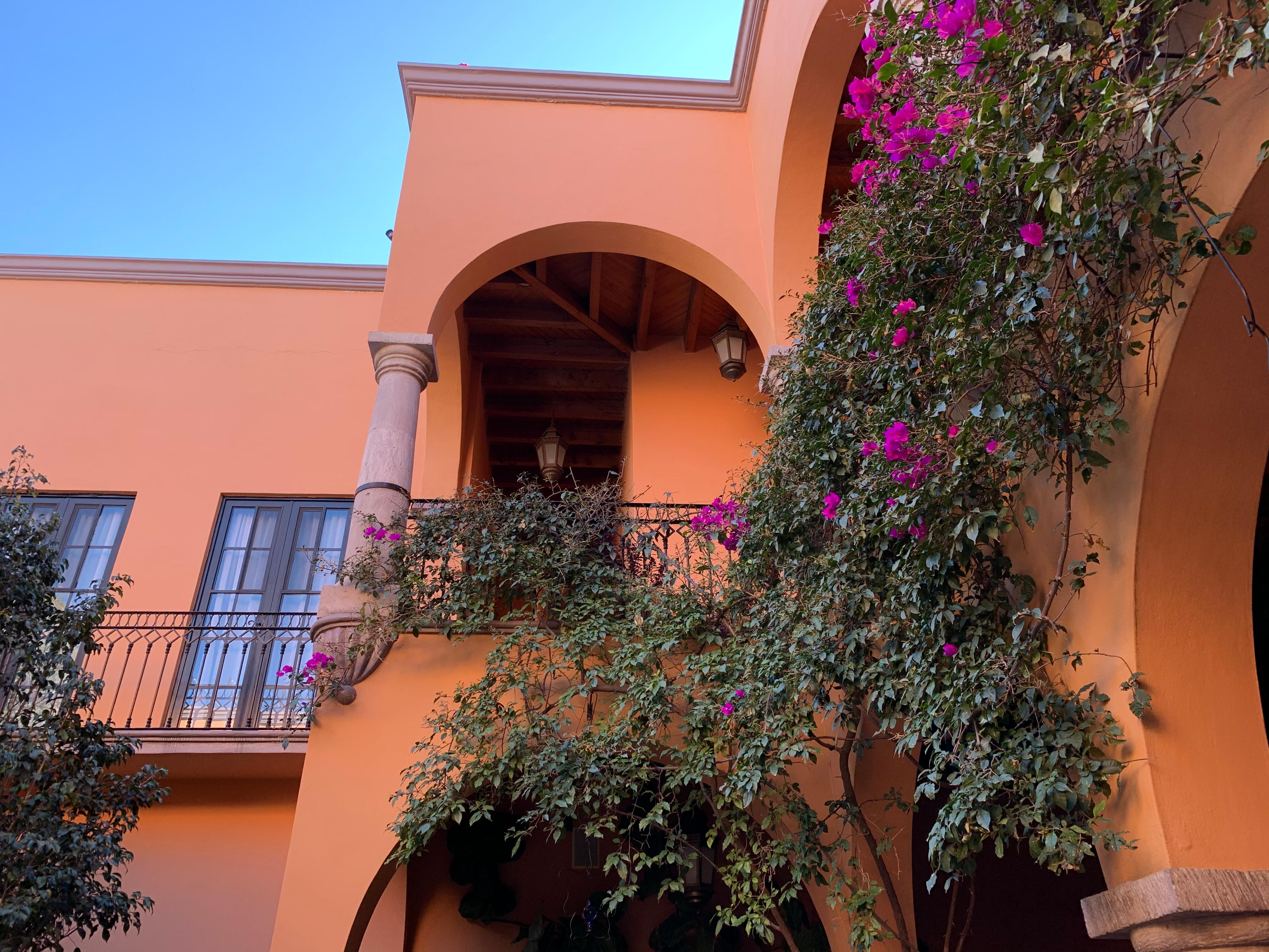 Courtyard garden