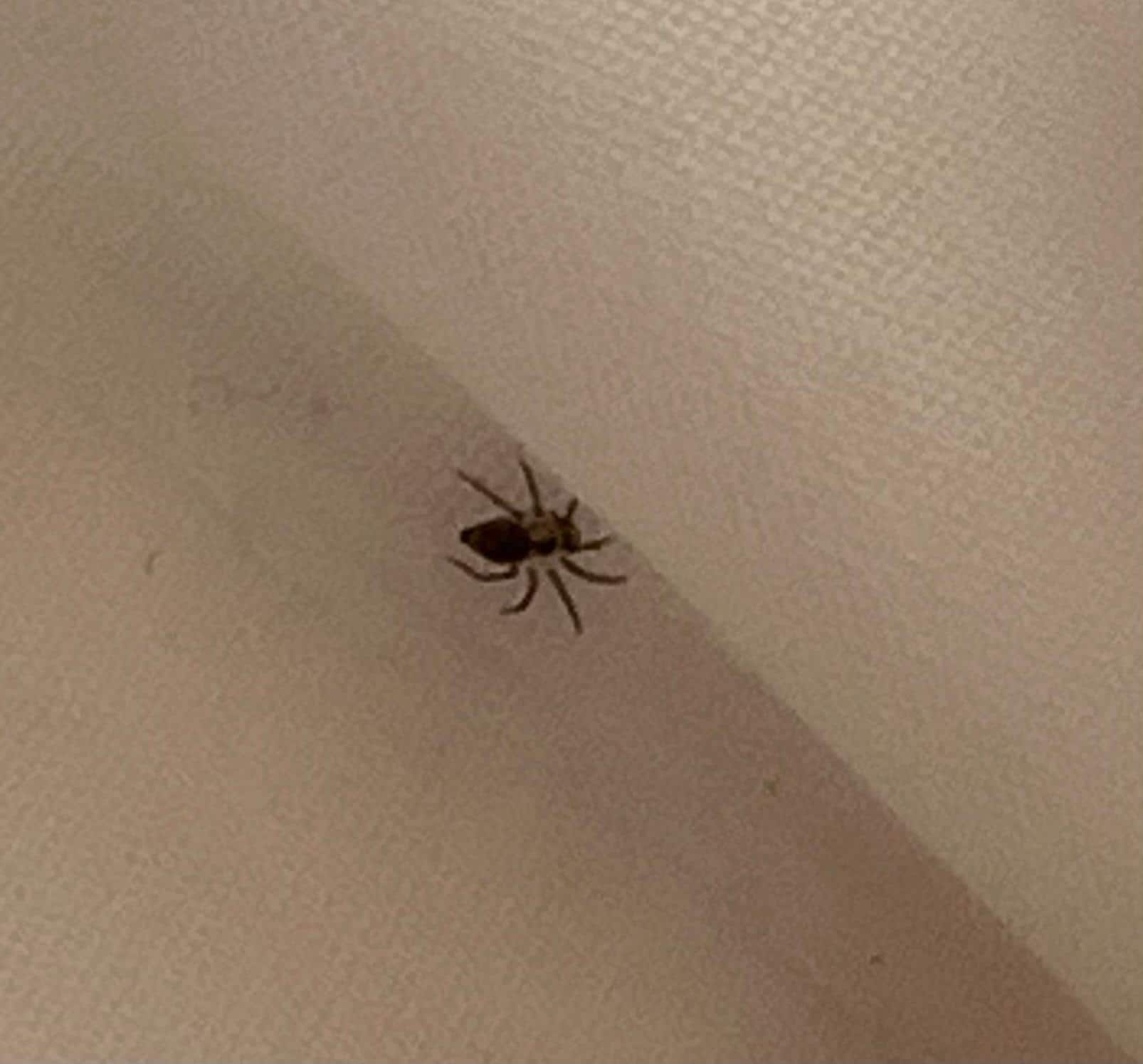 Araña encontrada en la cama, recién hecha la limpieza.
