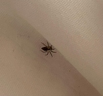 Araña encontrada en la cama, recién hecha la limpieza.