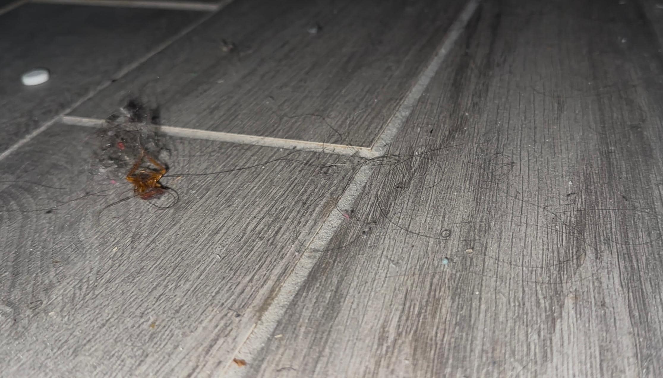 Dead bugs, hair, some kind of medication under master bed. 