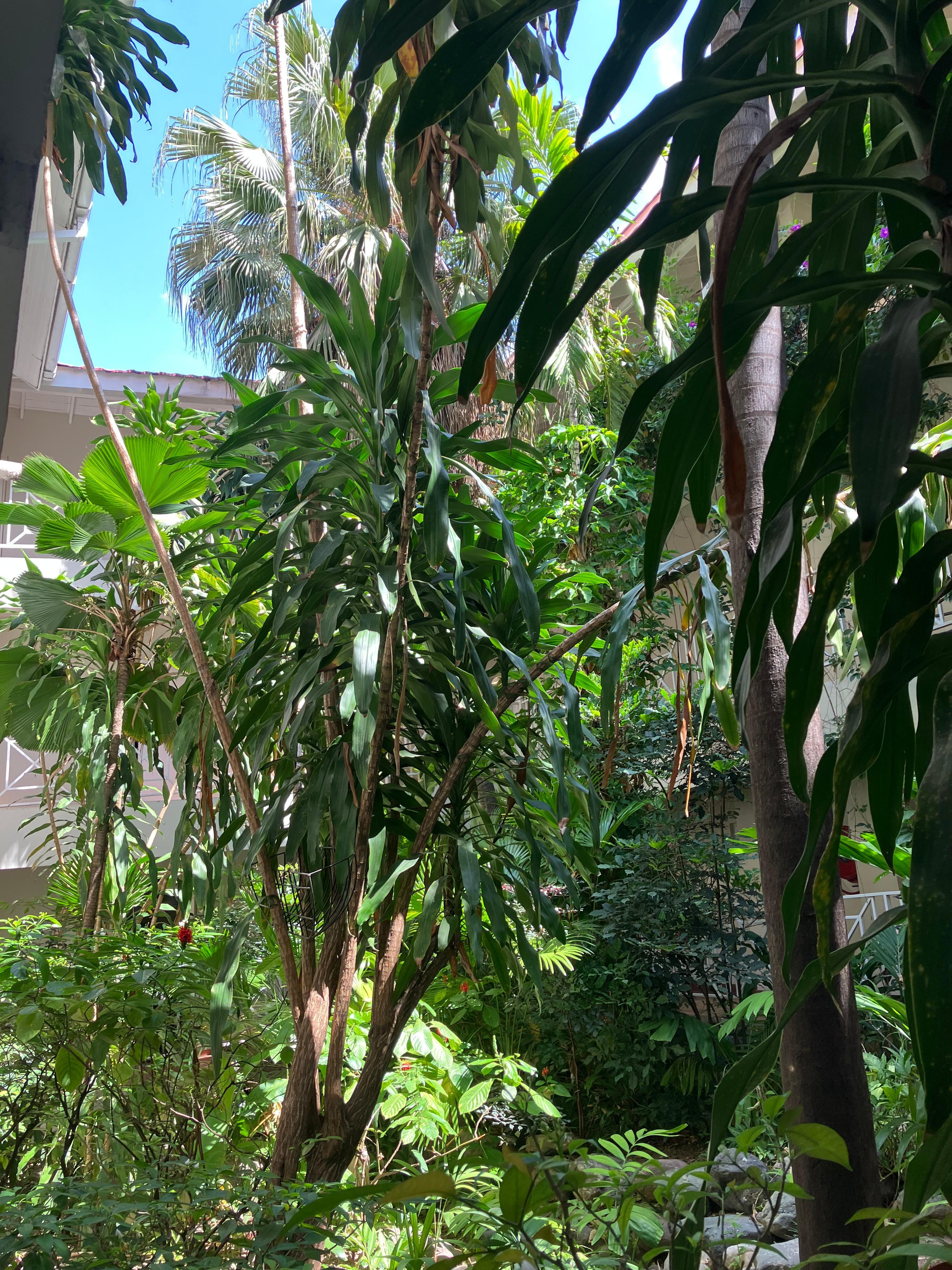 Courtyard garden