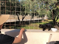 A shy tiny cat to which my son took his left over food after each meal. He is wondering now whether someone feeds it now.