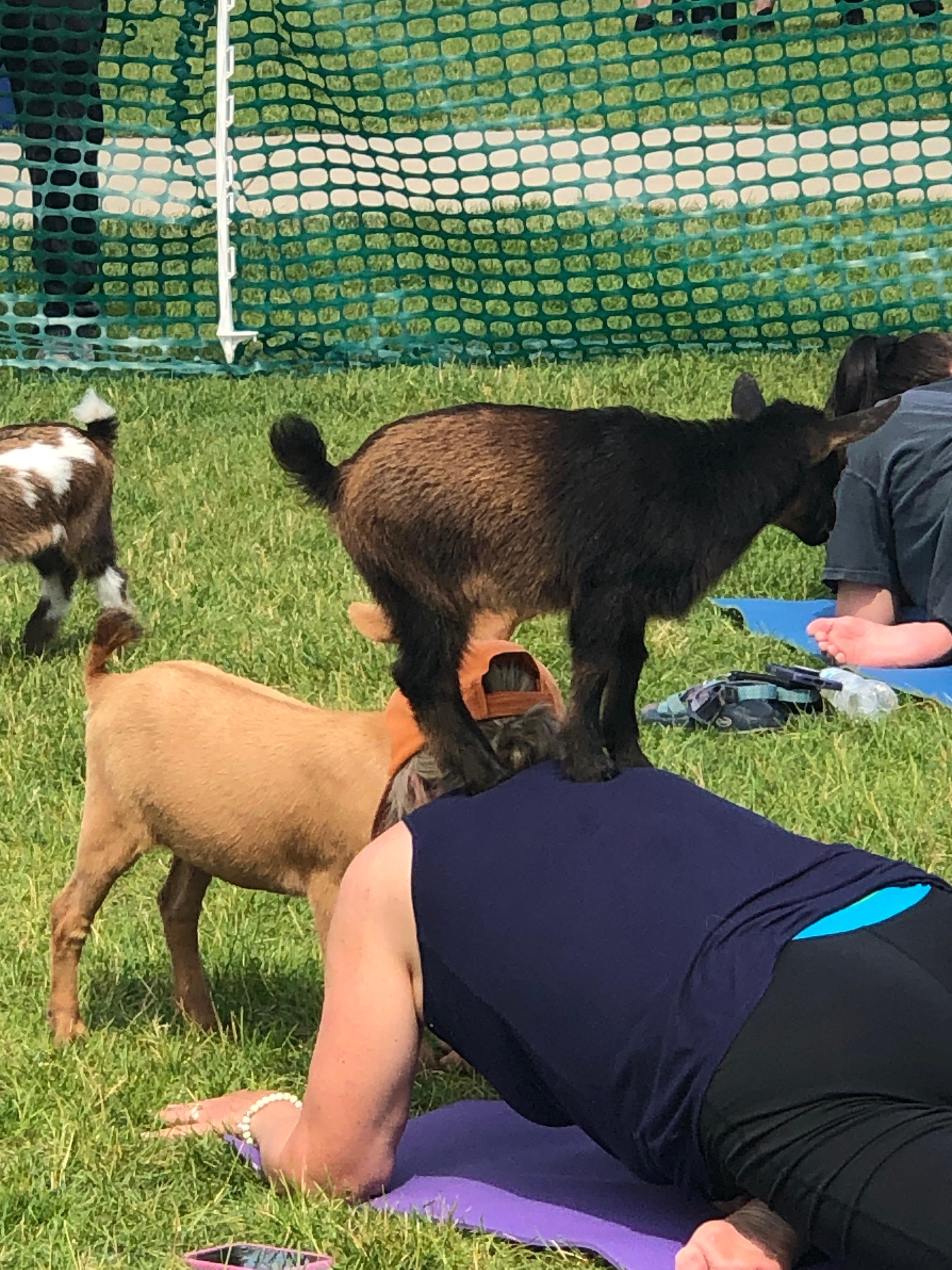 Goat Yoga