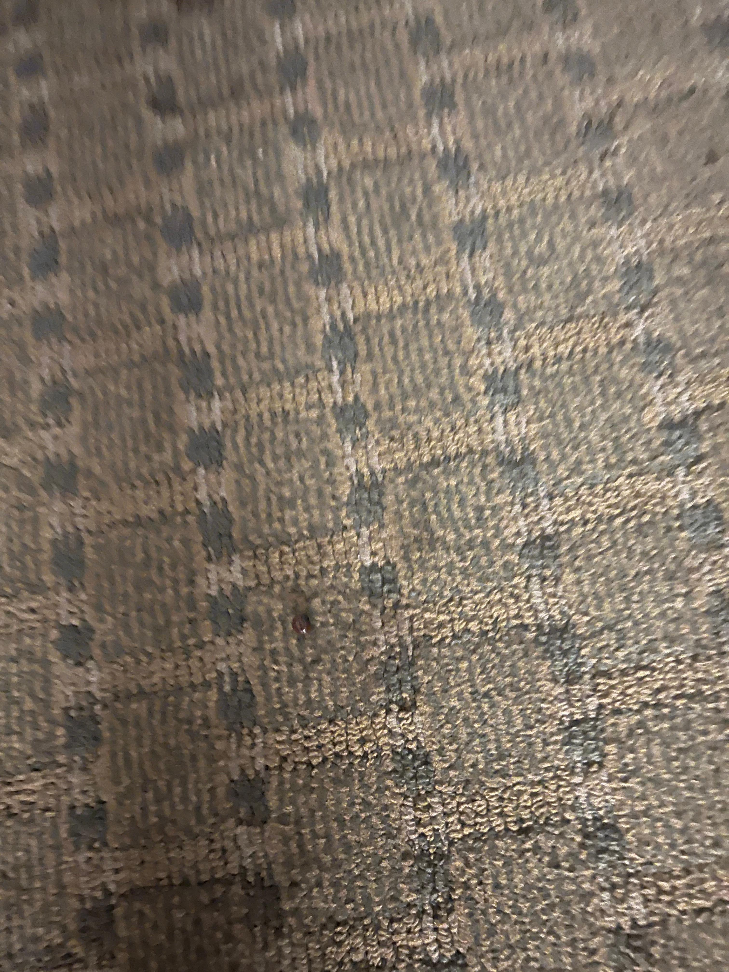 Dead bugs inside room on carpet