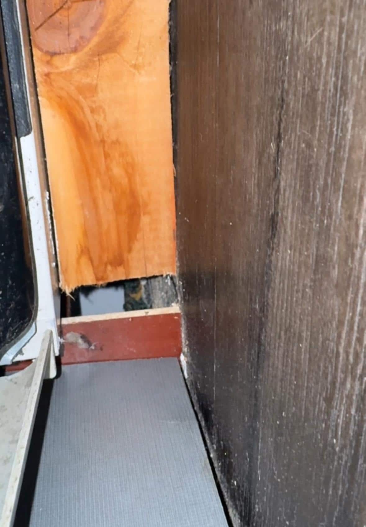 Rodent den