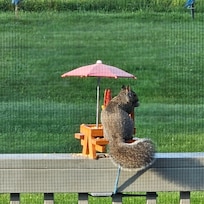 Food for squirrels and birds are also provided!