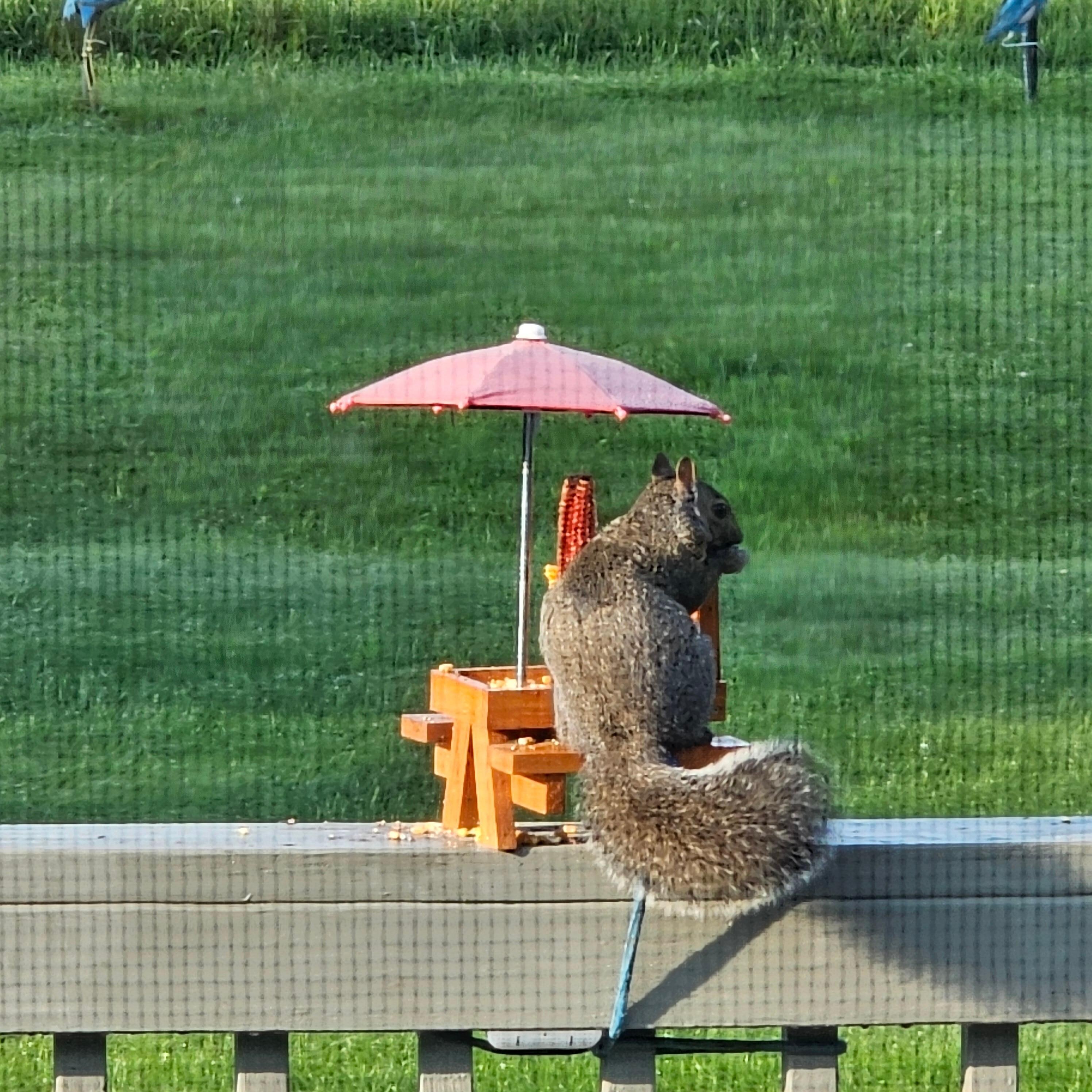 Food for squirrels and birds are also provided!