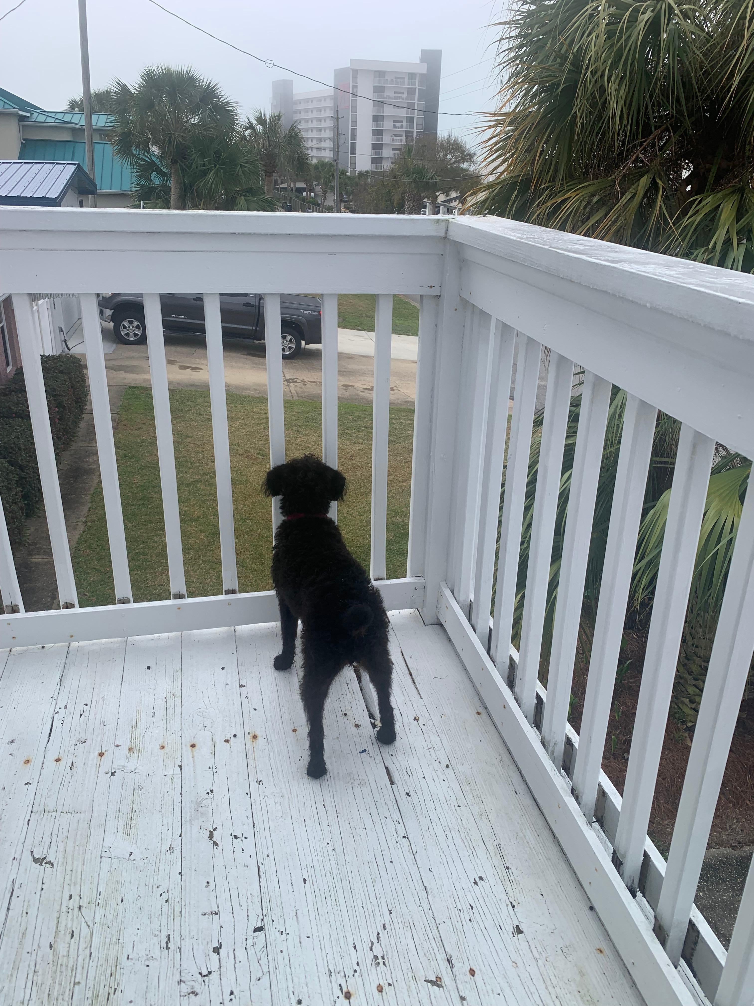 Our dog was obsessed with the balcony. 