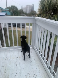 Our dog was obsessed with the balcony.