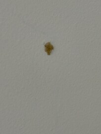 snot on wall