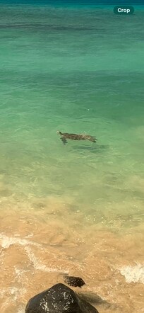 Turtles all day